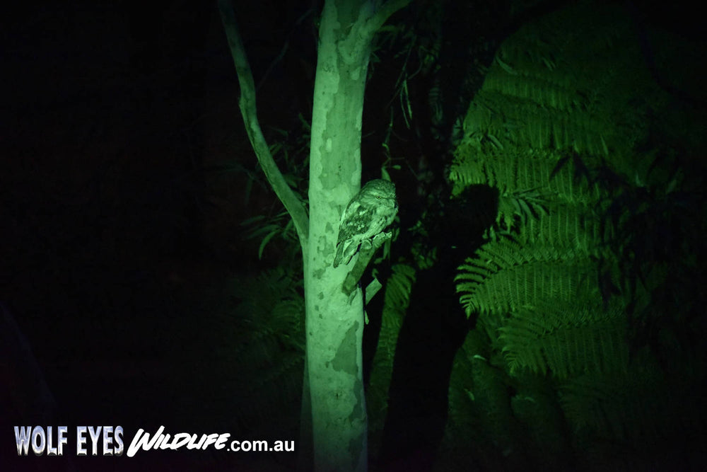 Wolf Eyes X Beam Green LED Rechargeable Green/white torch and Tawny Frogmouth