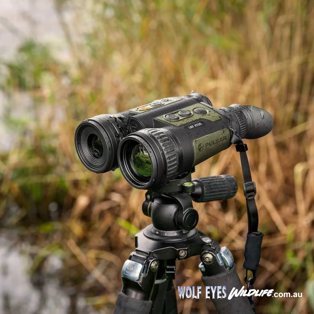 Pulsar Wildlife Ventex XT50 XP35 LRF thermal binoculars Australia on tripod ready for animal observation birdwatching