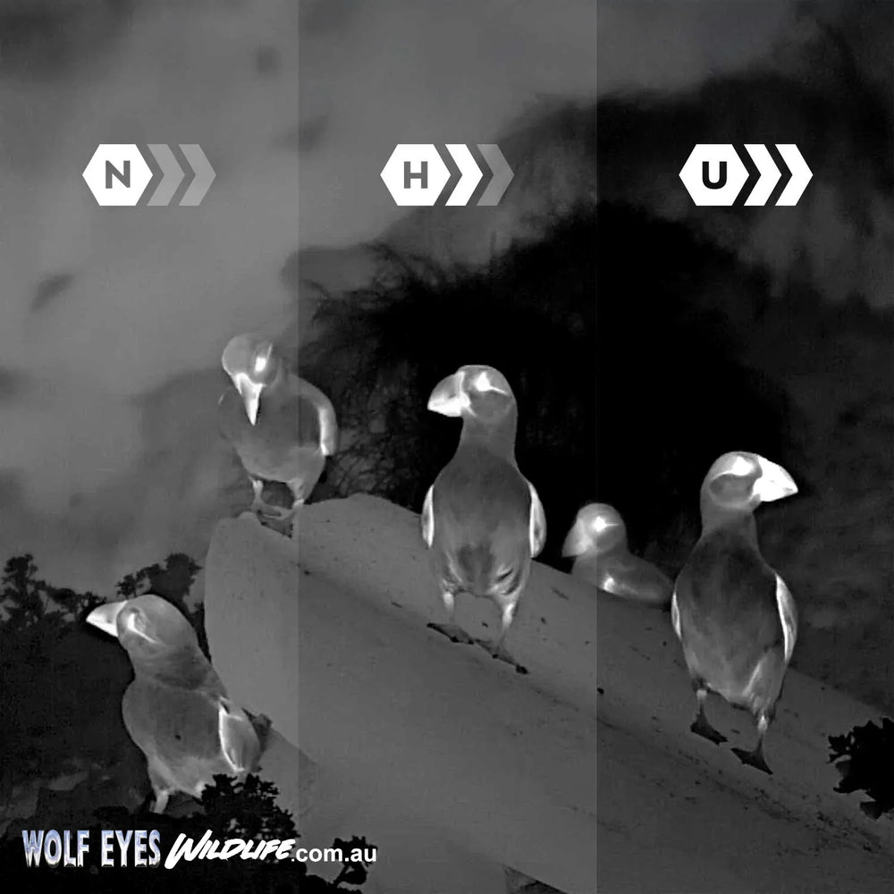 Three levels of sensitivity from the Pulsar Wildlife Thermal Monoculars & Thermal Binoculars illustrated with three birds